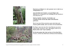 Bäume-Lesetext-5.pdf